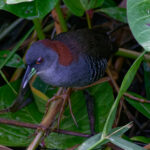 Grey-breasted Crake (image by Leo Garrigues)