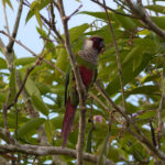 Grey-breasted Parakeet (image by Leo Garrigues)