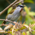 Grey-capped Warbler (image by Nik Borrow)