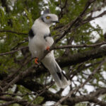 Grey-crested Helmetshrike (image by Nik Borrow)