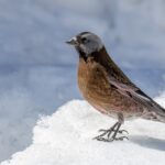 Grey-crowned (Hepburn's) Rosy Finch (image by Paul van Giersbergen)