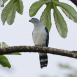 Grey-headed Kite (image by Leo Garrigues)