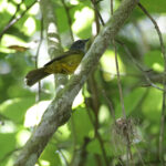 Grey-throated Warbler (image by Trevor Ellery)
