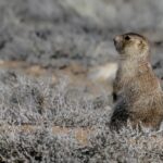 Gunnison's Prairie Dog (image by Paul van Giersbergen)