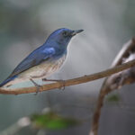 Hainan Blue Flycatcher (image by Sophal Chen)