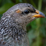 female Hildebrandt's Spurfowl (image by Nik Borrow)