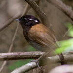 Hooded Gnateater (image by Leo Garrigues)