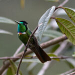 Hooded Visorbearer (image by Leo Garrigues)