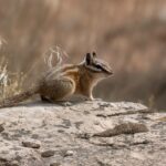Hopi Chipmunk (image by Paul van Giersbergen)