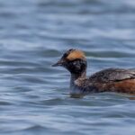 Horned Grebe (image by Paul van Giersbergen)