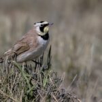 Horned Lark (image by Paul van Giersbergen)