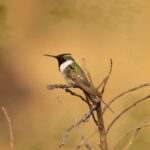 Horned Sungem (image by Leo Garrigues)