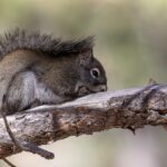 American Red Squirrel (image by Paul van Giersbergen)