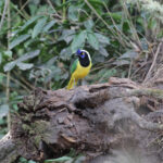 Inca Jay (image by Trevor Ellery)