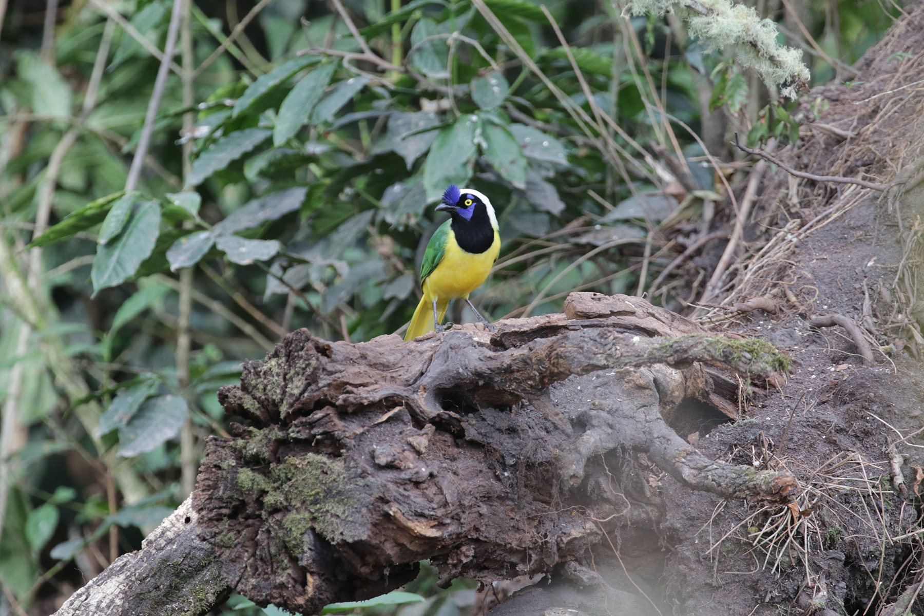 Inca Jay (image by Trevor Ellery)
