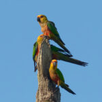 Jandaya Parakeet (image by Leo Garrigues)