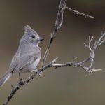 Juniper Titmouse (image by Paul van Giersbergen)