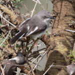 Karamoja Apalis (image by Nik Borrow)