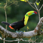 Keel-billed Toucan (image by Leo Garrigues)