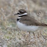 Killdeer (image by Paul van Giersbergen)
