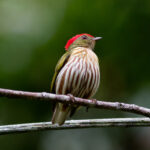 Kinglet Manakin (image by Leo Garrigues)