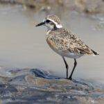 Kittlitz's Plover (image by Nik Borrow)