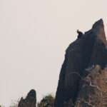 Laos Langur (image by Craig Robson)