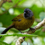 Large-footed Finch (image by Leo Garrigues)