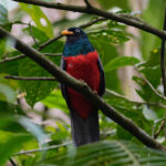 Lattice-tailed Trogon (image by Leo Garrigues)