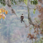 Laughing Falcon (image by Trevor Ellery)