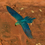Lear's Macaw (image by Leo Garrigues)