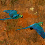 Lear's Macaw (image by Leo Garrigues)
