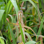 Least Bittern (image by Leo Garrigues)