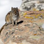 Least Chipmunk (image by Paul van Giersbergen)