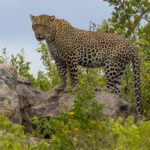 Leopard (image by Nik Borrow)