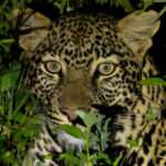 Leopard (image by Nik Borrow)