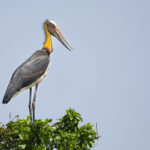 Lesser Adjutant (image by Sophal Chen)