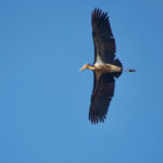 Lesser Adjutant (image by Craig Robson)
