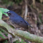 Lesser Shortwing (image by Craig Robson)