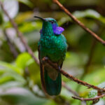 Lesser Violetear (image by Leo Garrigues)