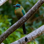Lesson's Motmot (image by Leo Garrigues)