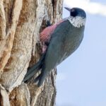 Lewis's Woodpecker (image by Paul van Giersbergen)