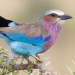 Lilac-breasted Roller (image by Nik Borrow)