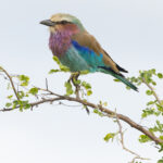 Lilac-breasted Roller (image by Nik Borrow)