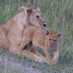 Lioness with cub (image by Nik Borrow)