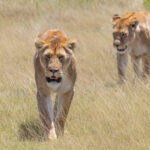 Lionesses (image by Nik Borrow)