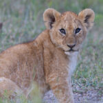 male Lion (image by Nik Borrow)