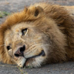 male Lion (image by Nik Borrow)