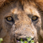 male Lion (image by Nik Borrow)