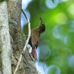 Little Long-tailed Woodcreeper (image by Leo Garrigues)
